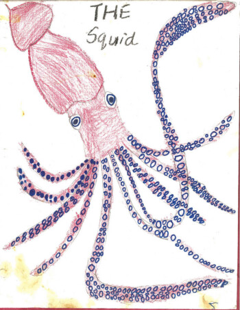 The Squid Report